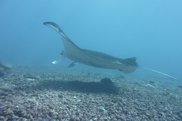Trip Komodo National Park Indonesia to see wonderful coras or fishes beyond Komodo dragon
